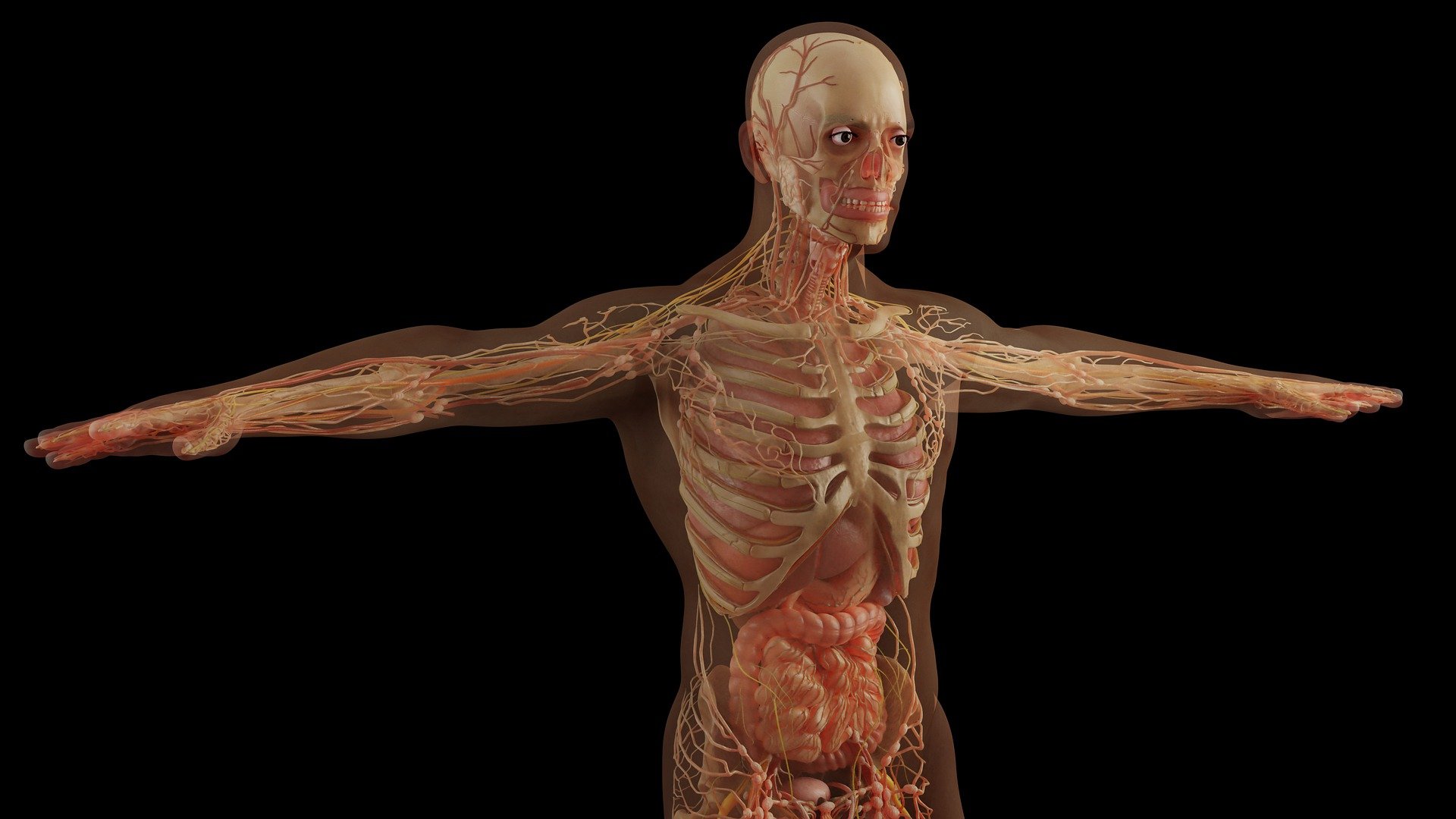 Seminario di anatomia intuitiva